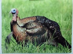 Up Close Turkey, 11×14 signed photograph