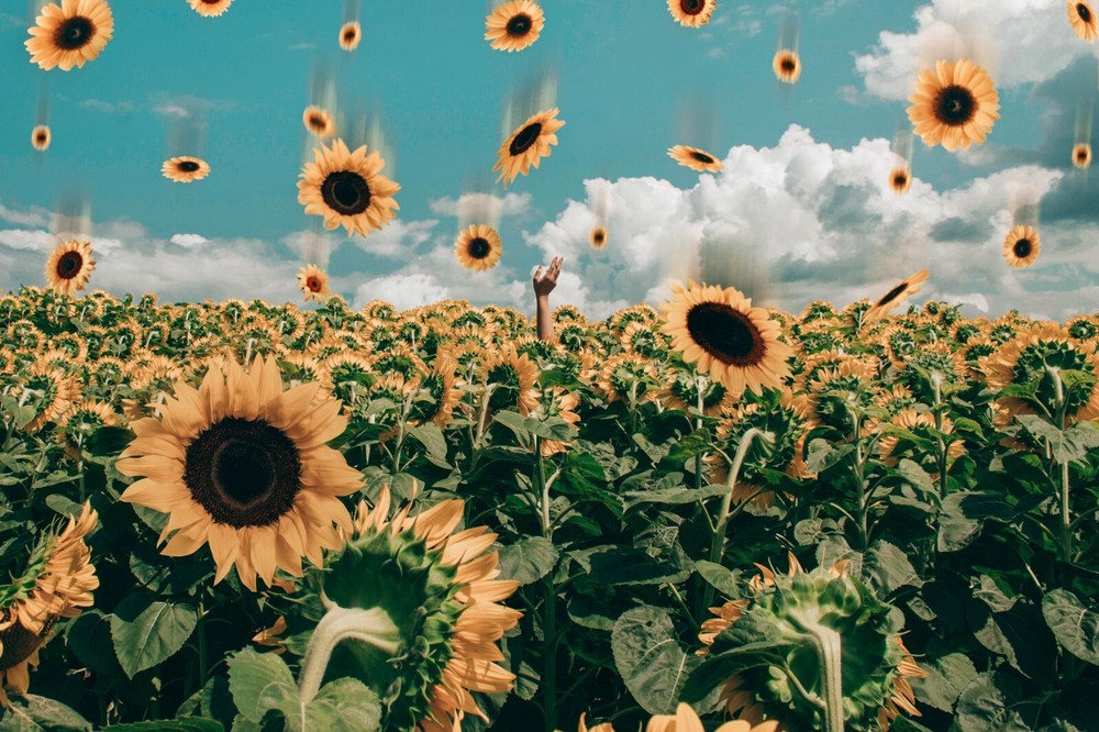 Digital Image Wallpaper Picture Background Desktop Print Art Paint Photos Flower