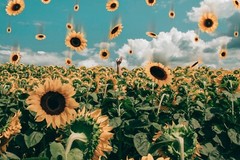 Digital Image Wallpaper Picture Background Desktop Print Art Paint Photos Flower