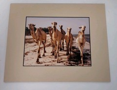 Monkey Camels and Elephants Pictures Framed and Signed by Artist