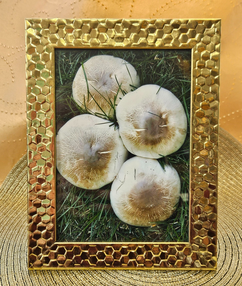 Mushroom Quartet 5×7 Honeycomb Framed FINE ART PHOTOGRAPH Nature Wall Decor