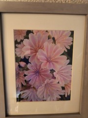 Framed photograph, flowers, 13 x 16 x 1″, lewisia cotyledon, mostly pink