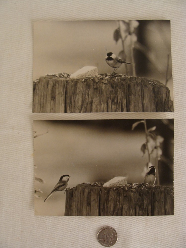 2 Antique Signed Halley Erskine Bird Photographs 4 1/2″ by 6 3/8″
