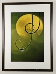 ART – Minghui Yuan 90mm Photograph 29×21 Framed Asian Photography Modern Art