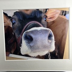 Framed Photograph Art Of Cow Frame-16 X 13