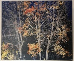 Rodney Lough Jr. «Silver Aspen» Limited Edition #83/500 French Cleat 26×22”
