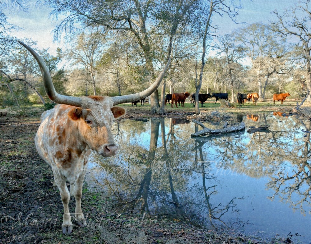 14×11 Longhorn Cow Canvas Texture on Styrene Board Photograph Wall Print Art