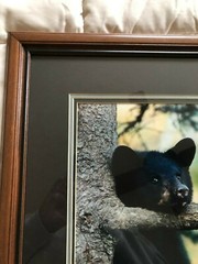 «BLACK BEAR CUB CHIN UP» OPEN EDITION FRAMED PHOTOGRAPH BY CHET DOWELL