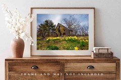 Country Photography Print – Jonquil Daffodils and Dilapidated Barn in Arkansas