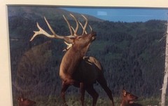 Elk Harem Framed Number 9/500 Photo Print Signed Willie Holdman FoundArtShop