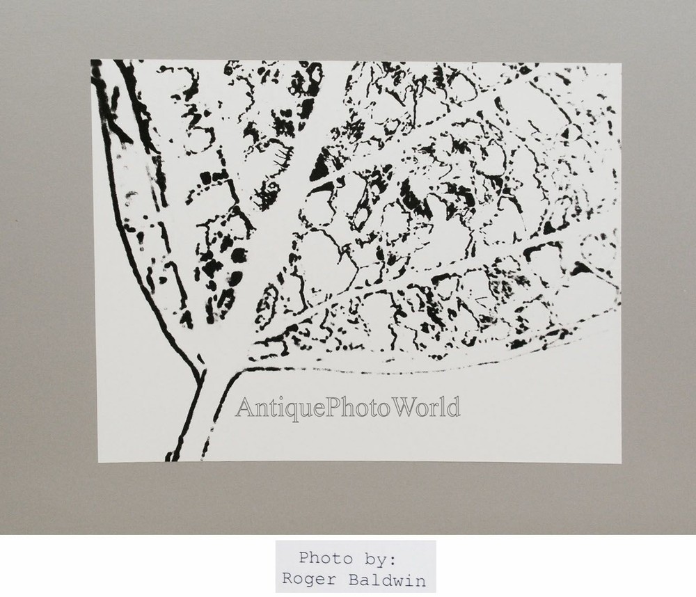Leaf photogram vintage abstract art photo by R. Baldwin