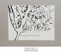 Leaf photogram vintage abstract art photo by R. Baldwin