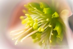 Flower photography print photo nature wall decor