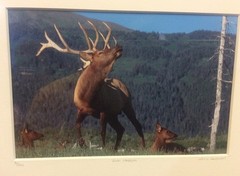 Elk Harem Framed Number 9/500 Photo Print Signed Willie Holdman FoundArtShop