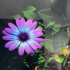 Starlight Purple Flower Matted, Prolific Photo Creative Art By Kathy Marquez