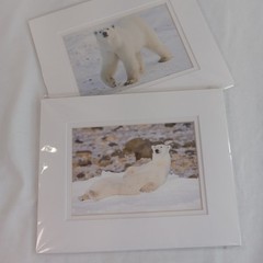 Polar Bear Photography Prints Set of 2 Matted Wildlife Art Photos Mike Johnson