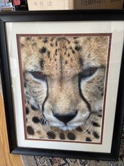 Wildlife Photography Cheetah/sandie Smith/18×22/framed