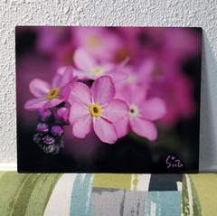 Original Wildlife Photo Metal Print LE Signed COA Forget-Me-Not Picture 8 x 10