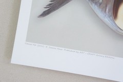 Canned FISH Fine Art Photograph Signed ORIGINAL Ltd Edition SURREALIST Print NEW