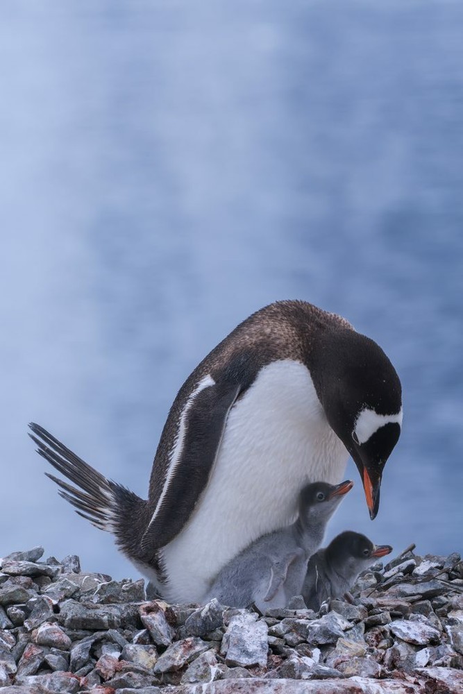 Print (16″x24″): Gentoo Penguins