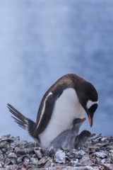 Print (16″x24″): Gentoo Penguins