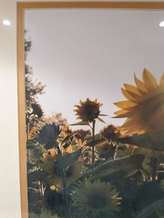 Picture Sunflowers Double Matted Teal Frame Signed Photography 19 x 22.5″ NEW