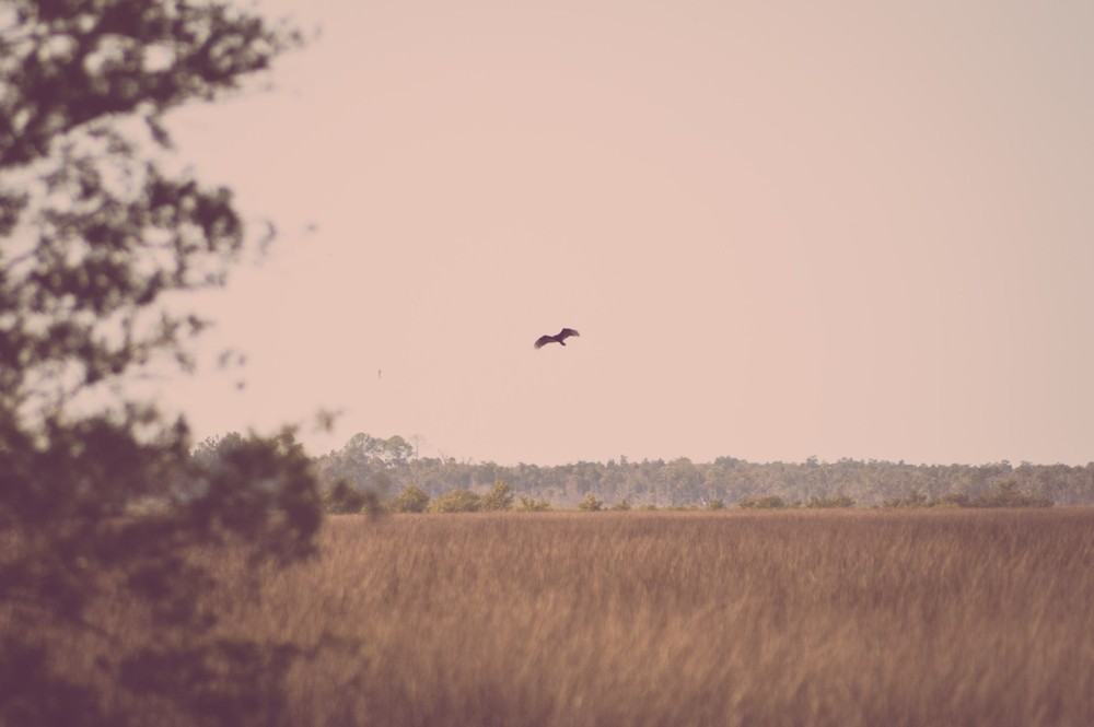 Crystal River Bird Photography Digital Image Picture Photo Wallpaper Background