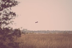 Crystal River Bird Photography Digital Image Picture Photo Wallpaper Background