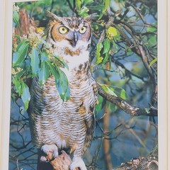 Framed Great Horned Owl Photograph By Anthony Hathaway Print #11-3 14×11