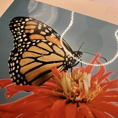 VTG Matted Butterfly On Flower Original Photo 11 X 14 Art Gallery Wall Decor