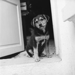 Photo Paper Analog Dog 1960 Format 40x40cm