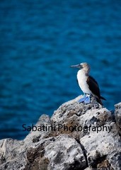 Galapagos Blue Footed Booby – Metallic Print 11 x 14