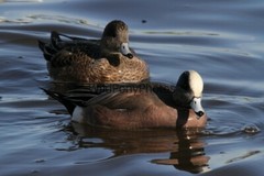 American Widgeon Photo, Pick One Image – Various Sizes