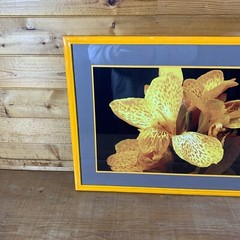 JEB Framed Photography Color Still Life Canna Lily 22-3/4” x 16-3/4” x 5/8”