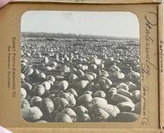 Gilbert? Hassell / Northern California Magic Lanterns Agricultural Big Trees