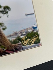 11 X 14 Photo in matte – signed by photographer Marie Whitton- MONKEY- GIBRALTAR