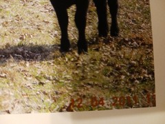 Prints of Two Black Angus Heifers Beef Cattle Farm Cow Ranch Agribusiness Rodeo