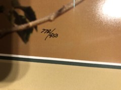 Thomas D Mangelsen Signed Photo «African Colors Lilac Breasted Roller 17×14