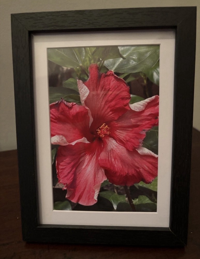 Vibrant Pink Hibiscus Flower Print in Black Wood Frame