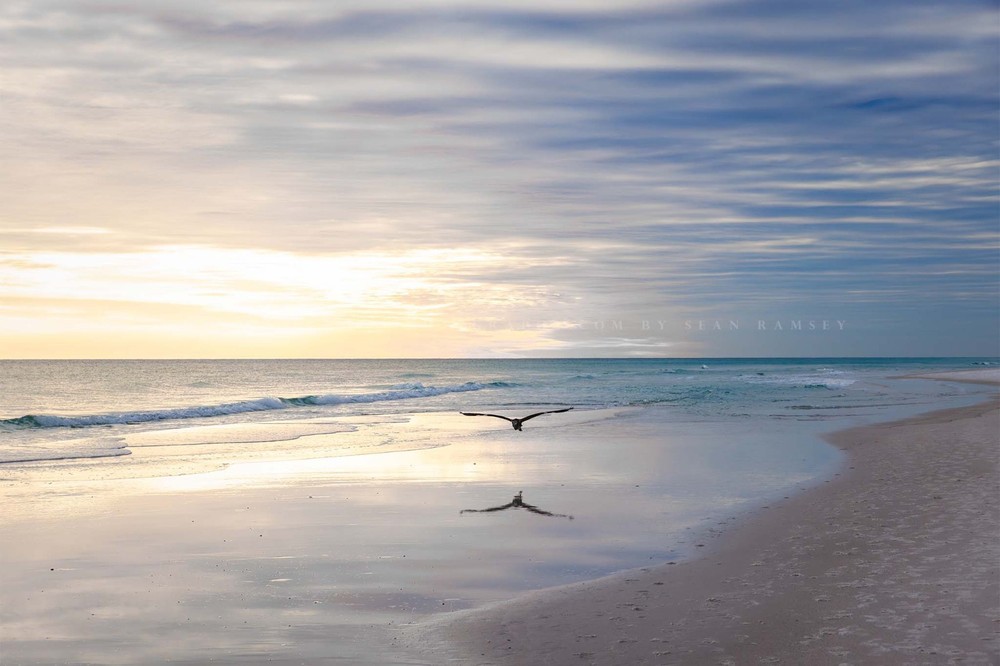 Sea Bird Flying Over Waves at Pensacola Beach Florida Photo Print (Unframed)
