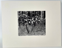 Charles Fendrock ‘Chestnut Leaves’ B&W Photograph – Unframed, Listed Artist