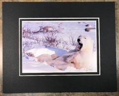 Polar Bear Photograph Matted Signed By Photographer Rosalind Philips 8 X 10”
