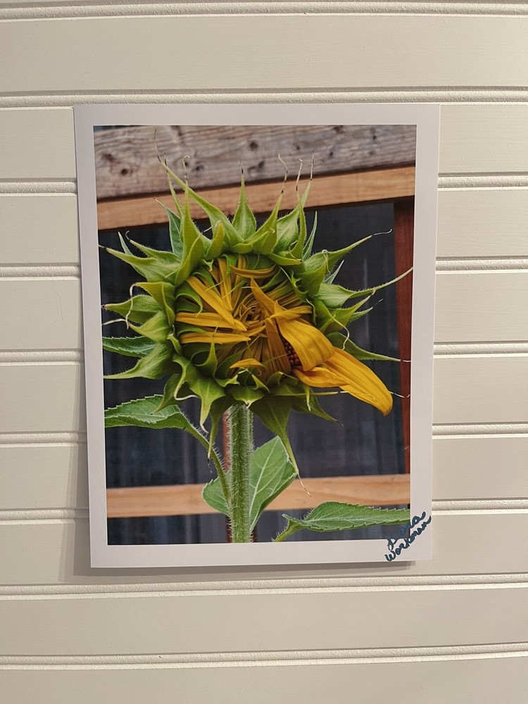 Sunflower #1 – landscape photograph 8.5×11