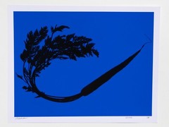 X-Ray Carrot – 17″ x 22″ Fine Art Photography Print – Artistic Food Photography