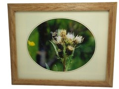 Thistle Bumble Bee Framed Photo Print Oval Matte