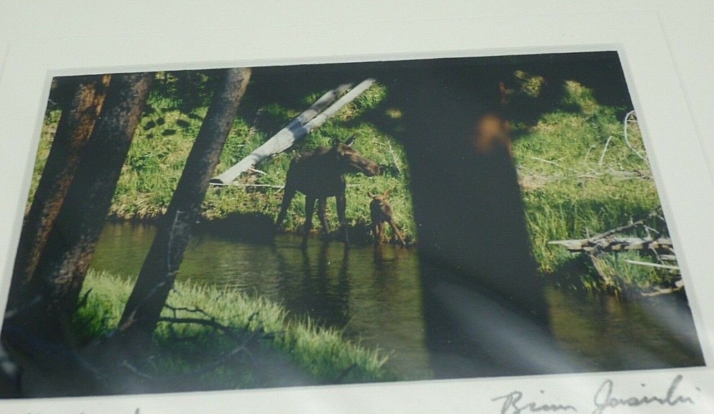 Stonehouse Photography Jasinski Motherhood Moose Calf Photo Woodland Forest