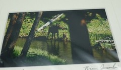 Stonehouse Photography Jasinski Motherhood Moose Calf Photo Woodland Forest