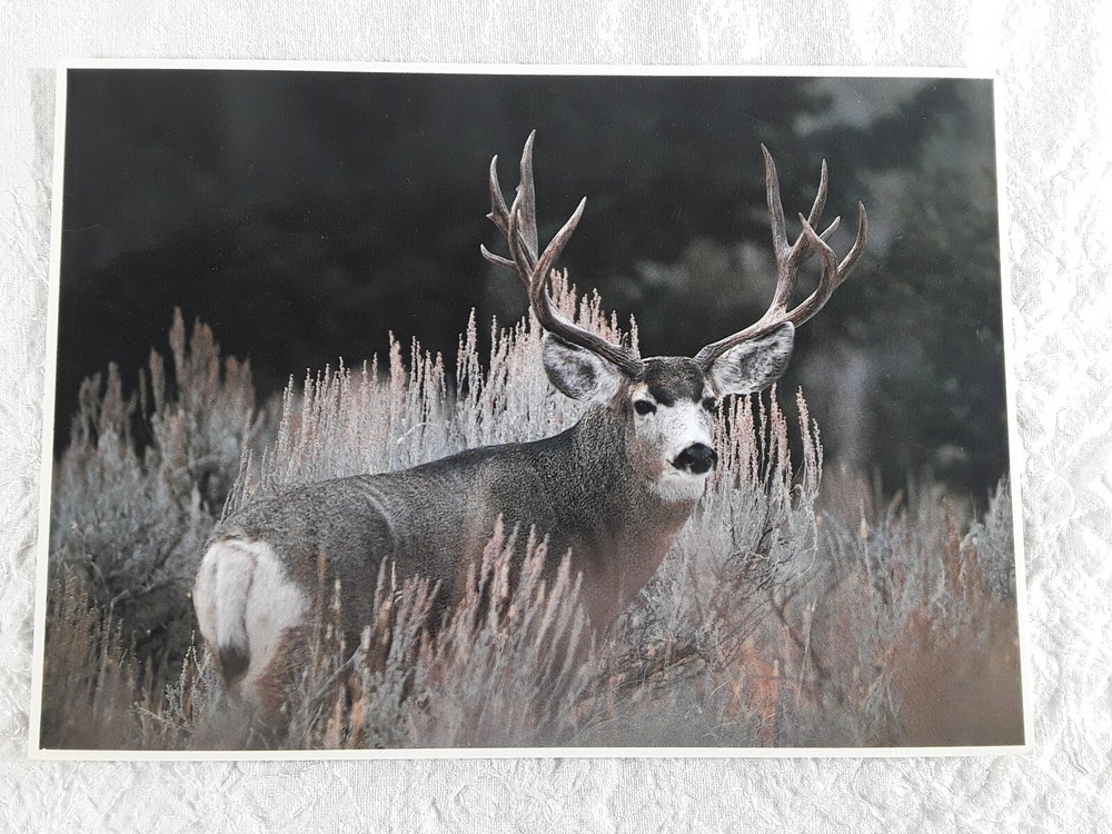 Mule Deer Buck Impact Life Like Photo Art Leonard Lee Rue III 1984