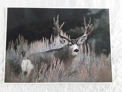 Mule Deer Buck Impact Life Like Photo Art Leonard Lee Rue III 1984