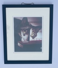 Nina Leen Cat Peering into Glass Framed Print 1963 Life Picture Collection COA